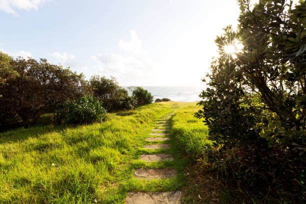 A grassy pathway into the sun stock photo