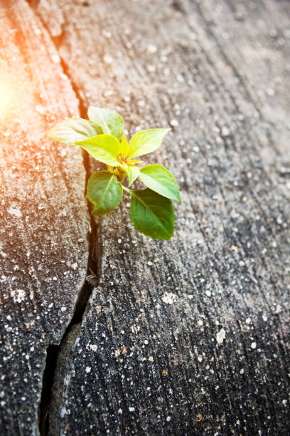 istock Young plant growing out of concrete 650104928