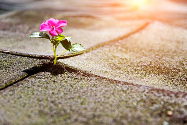 istock Wild flower growing out of tiled pavement 650105144