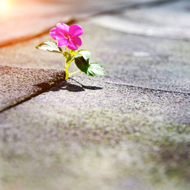 istock Wild flower growing out of tiled pavement 650105454