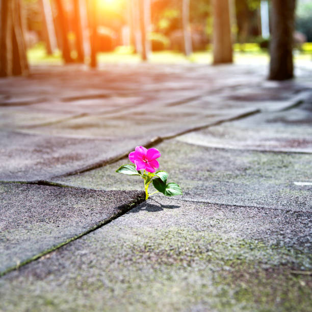 istock Wild flower growing out of tiled pavement 650105516