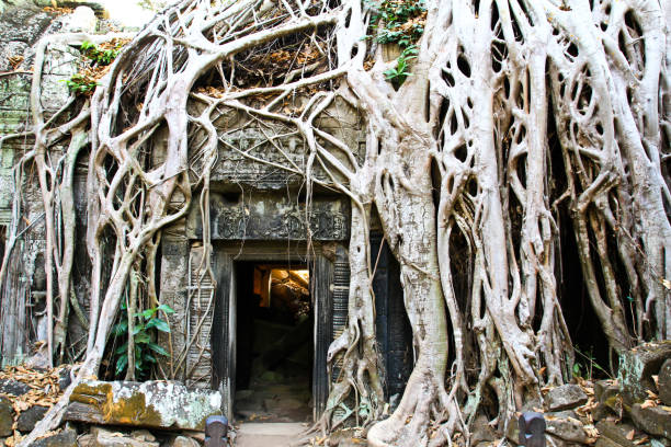 istock Ta Prohm Temple in Angkor, Siem Reap, Cambodia 650110568