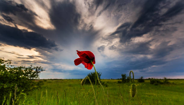 istock Rural scenery with lonely red poppy flower and storm clouds 650114294