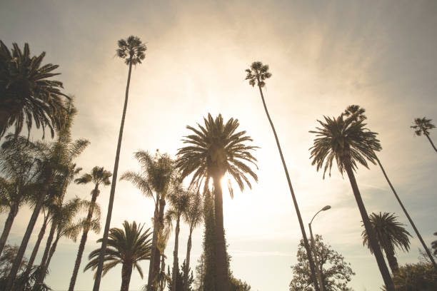 istock Los Angeles Palm Trees 650114888