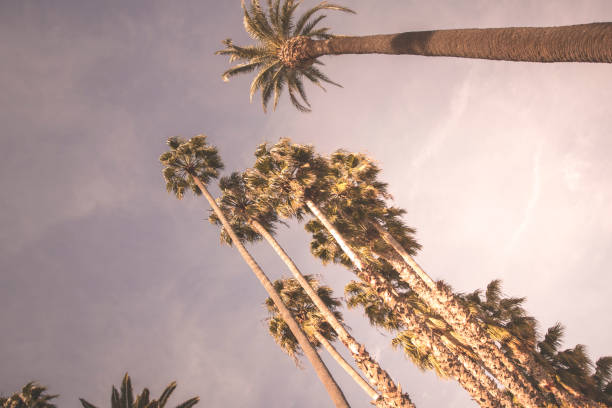 istock Los Angeles Palm Trees 650117172