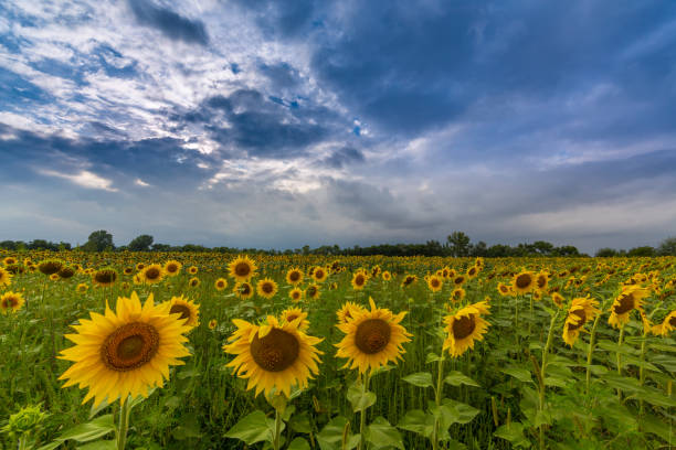istock Rural scenery with sunflower fields, country road and storm clouds 650117262