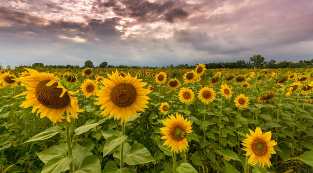 istock Rural scenery with sunflower fields, country road and storm clouds 650117316