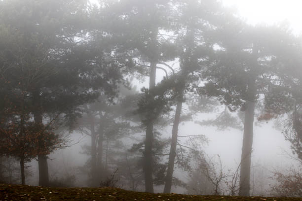 istock Foggy weather and trees 650117660