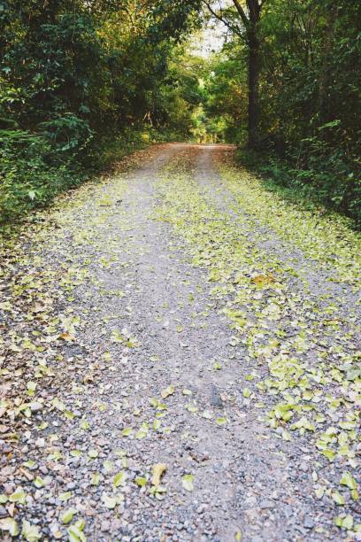 istock The road in forest covered with green  and brown leaves 650118016