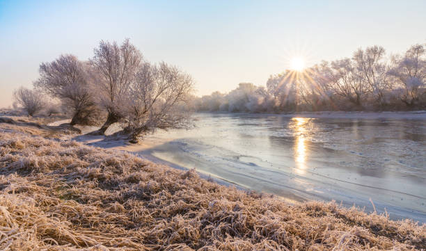 istock Beautiful sunrise winter scenery with trees covered by frost 650125264