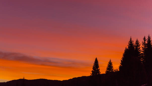 istock Sunrise with fir trees in the Alps 650126206