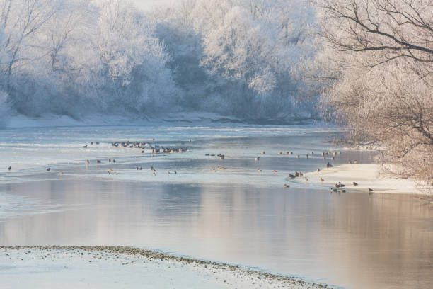 istock Beautiful sunrise winter scenery with trees covered by frost 650126236