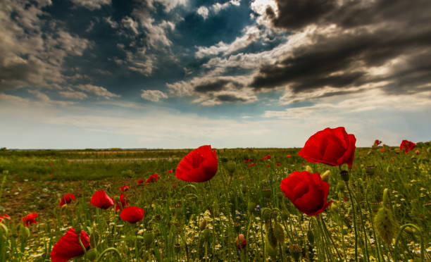 istock Rural scenery with wild red poppy and storm clouds in spring 650128842