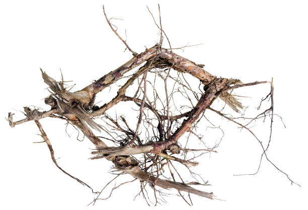 istock Wooden abracadabra concept. Dry death trees root isolated 650137786