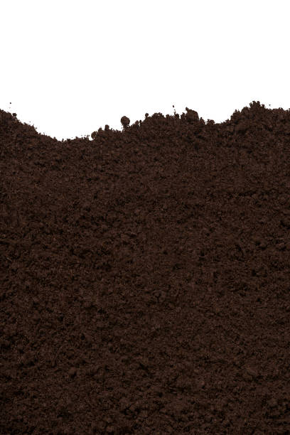 istock Clean brown texture of soil isolated on white background 650138042