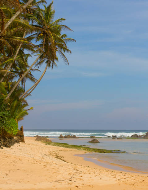 istock Green palms on the beach with yellow sand near ocean 650141806