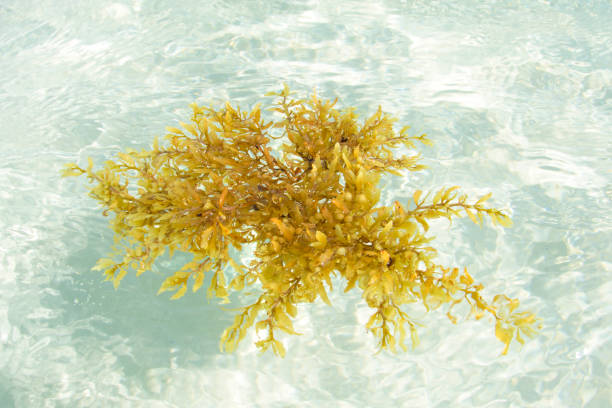 Sargassum seaweed floating in shallow sea Floats allowing brown sargassum algae to float in shallow sandy sea on sunny day sargassum stock pictures, royalty-free photos & images