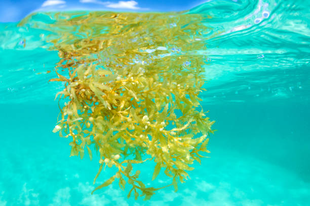 Closeup underwater shot of brown Sargassum algae floating at surface of shallow tropical sea