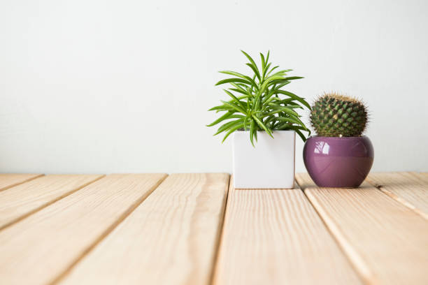 istock Indoor plant on wooden table and white wall 650151732