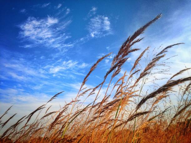 In the Wind Stalks of long grasses blowing in an autumn breeze wind stock pictures, royalty-free photos & images