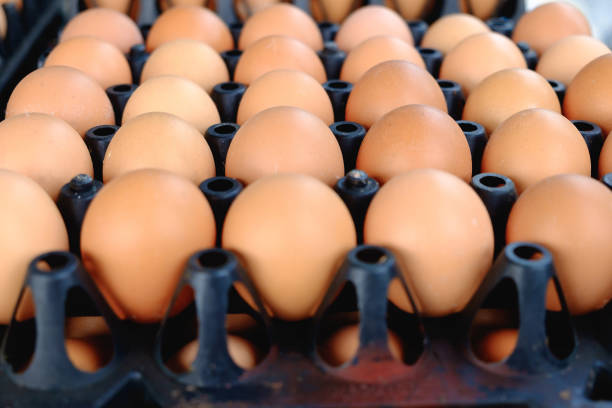 istock Eggs from chicken farm in the package for sale. 650154912