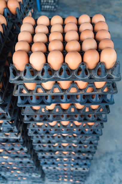 istock Eggs from chicken farm in the package for sale. 650158704