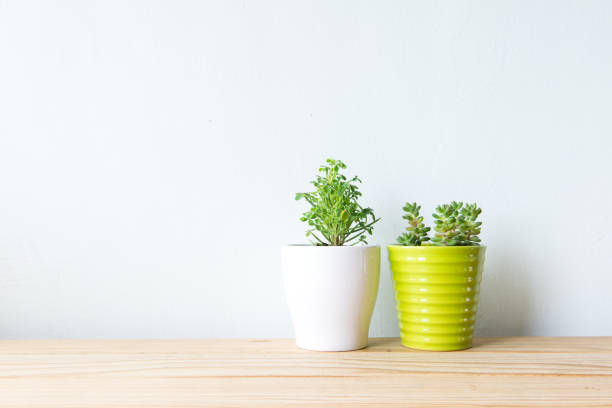 istock Indoor plant on wooden table and white wall 650158850