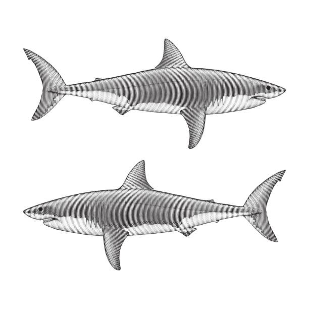 Great White Shark Illustration Illustration of a Great White Shark in a traditional style great white shark stock illustrations