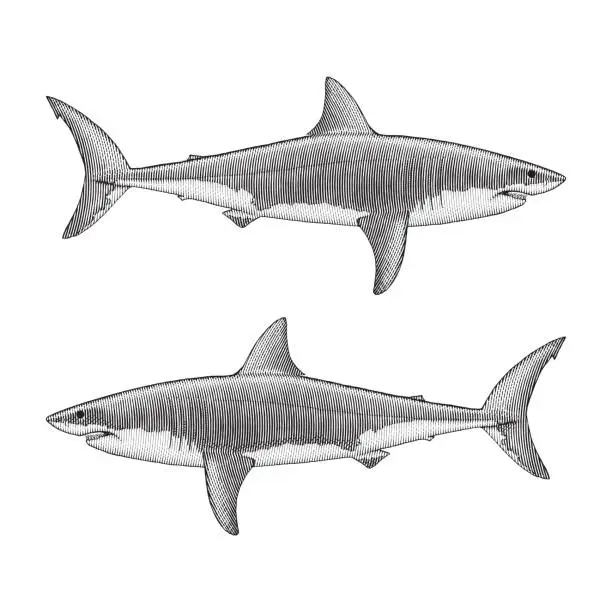 Vector illustration of Great White Shark Illustration