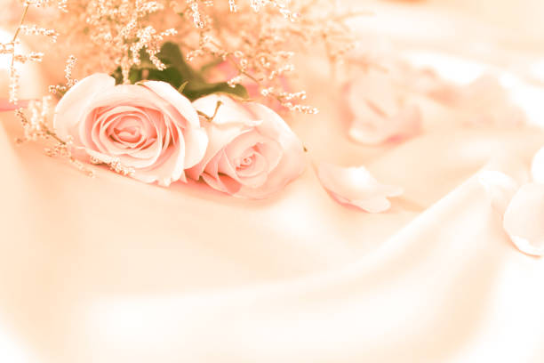 Soft Sweet Rose Flowers For Love Romance Or Wedding Background