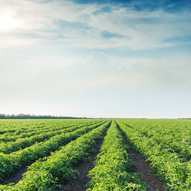 istock low sun in clouds and agricultural field with tomatoes 650205270