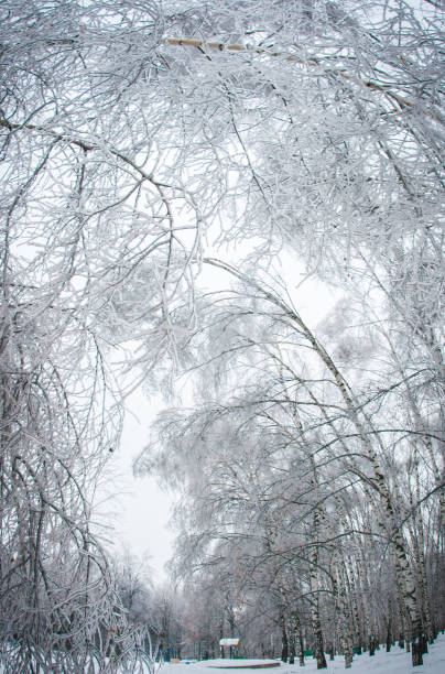 istock Iced rain in Moscow parks, natural disaster 650205672