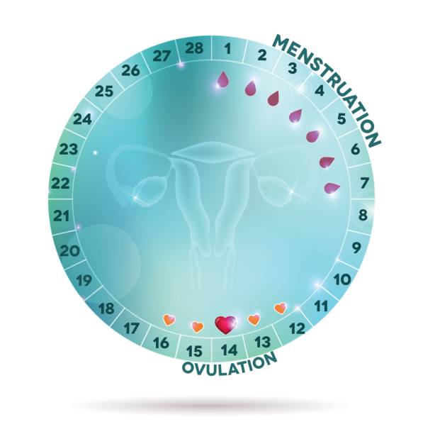 Beautiful light blue menstrual cycle graphic Beautiful light blue menstrual cycle graphic wheel, reproductive system anatomy at the middle follicular thyroid cancer stock illustrations