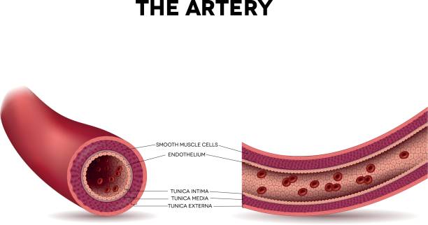 Healthy artery anatomy, artery layers detailed illustration Healthy artery anatomy, artery layers detailed illustration. Erythrocytes inside the artery. endothelial stock illustrations