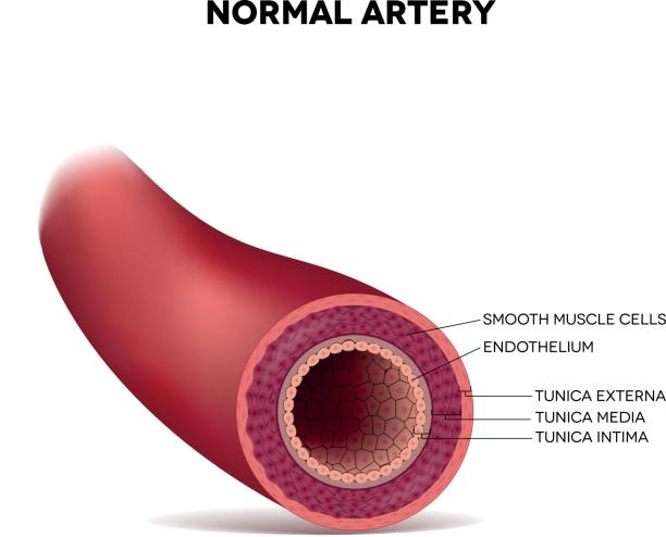 Healthy human elastic artery Healthy human elastic artery, detailed illustration endothelial stock illustrations