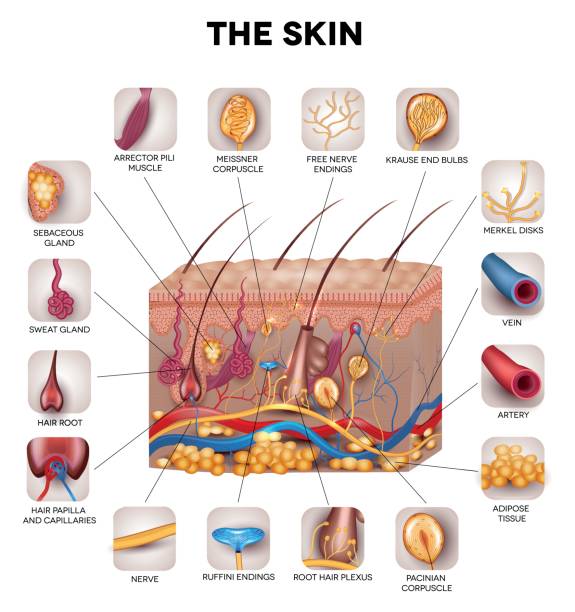 ilustraciones, imágenes clip art, dibujos animados e iconos de stock de anatomía de la piel - piel partes del cuerpo