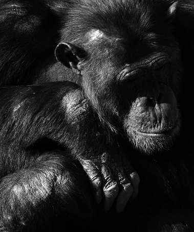 Chimpanzee monochrome portrait