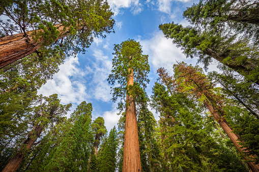 Classic wide-angle view of famous giant sequoia trees, also known as giant redwoods or Sierra redwoods, on a beautiful sunny day with blue sky and clouds in summer, Sequoia National Park, California, USA