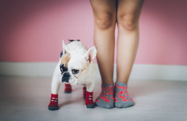 istock Womens Legs with dog side by side. 650230224