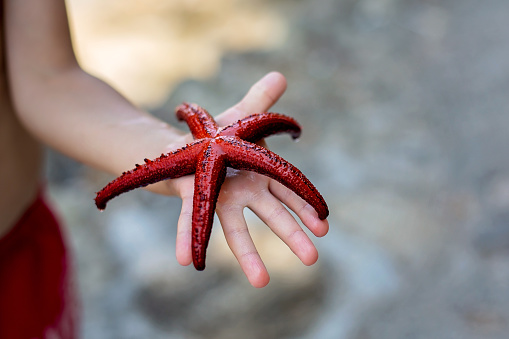 Young child, holding red starfishes in his hands on the beach, summertime