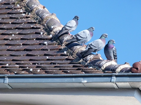 Ringed pigeons, pigeons on the ridge, polarizing filters