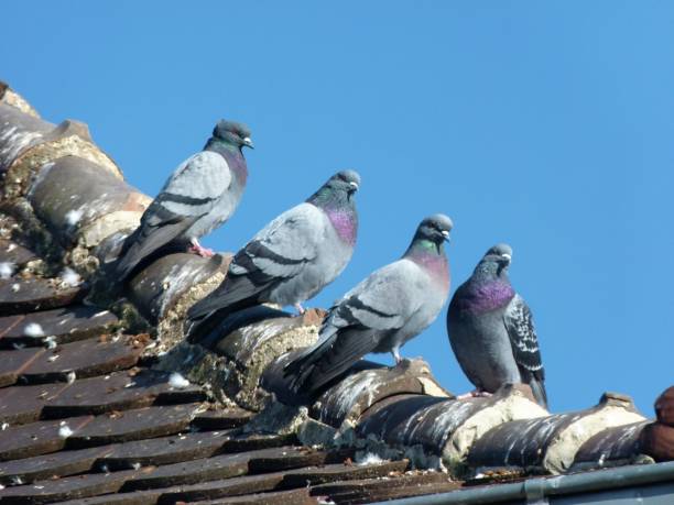 istock Pigeons on the roof 650238374