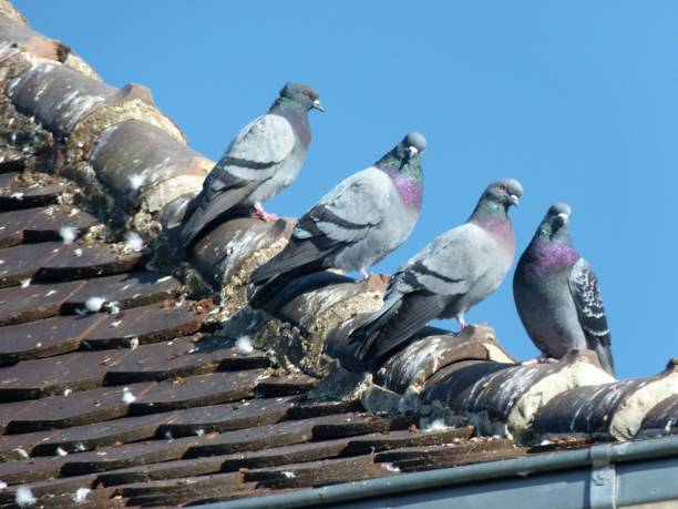 istock Pigeons on the roof 650238382