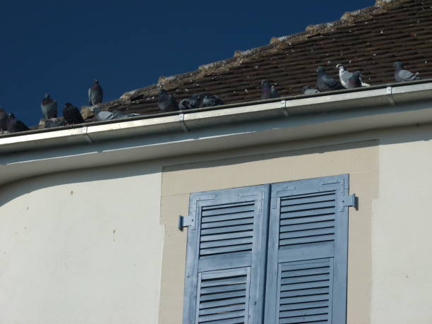 istock Pigeons on the roof 650238474