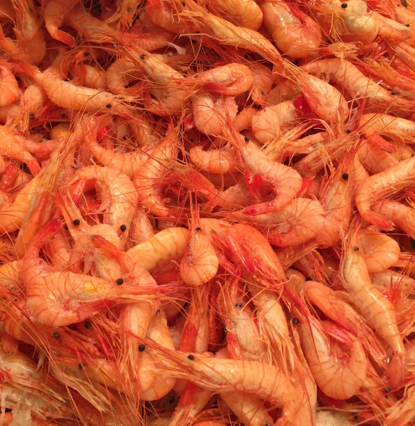 istock Fresh shrimp at the market for sell 650238570
