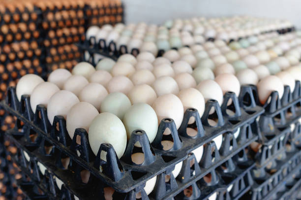 istock Eggs from duck farm in the package for sale. 650239194