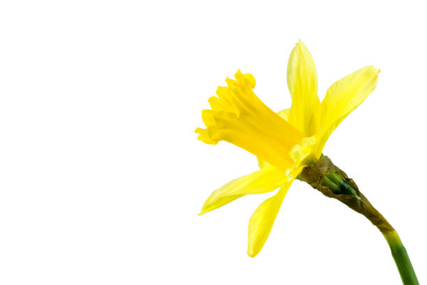 istock beautiful daffodil flower isolated on white background 650241712
