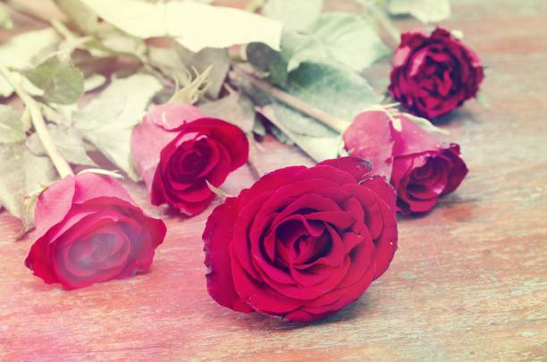 istock retro vintage rose background for valentine day 650241724