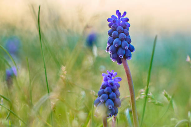 Grape hyacinths - Muscari racemosum
