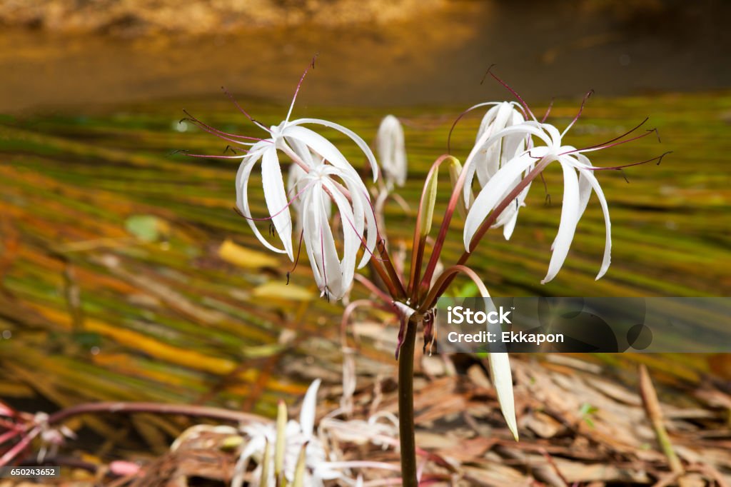 Rare Crinum thaianum or water lily or Water onion Rare Crinum thaianum or water lily or Water onion blooming at Phang Nga , Thailand Beauty In Nature Stock Photo